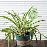Glass Automatic Plant Watering Bulbs Shape Flower Plant Water Dripper Lightweight Houseplant Device Drip Irrigation System